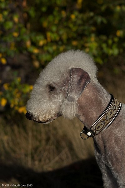 2013-10-24 Svet & Aveline-5093.jpg